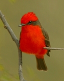 Vermilion Flycatcher - 5