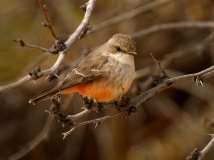 Vermilion Flycatcher (female) - 6