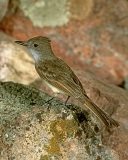 Dusky-capped Flycatcher - 1