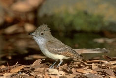 Dusky-capped Flycatcher - 2