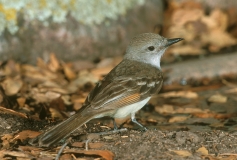 Ash-throated Flycatcher - 3