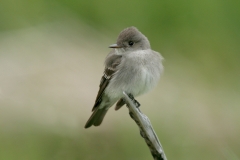 Western Wood-pewee - 3