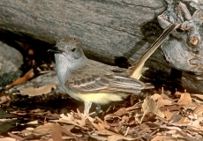 Brown-crested Flycatcher - 1