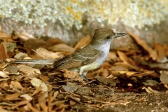 Brown-crested Flycatcher - 2