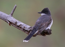Eastern Kingbird - 1