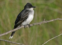 Eastern Kingbird - 2