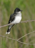 Eastern Kingbird - 3