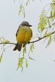 Couch's Kingbird - 1
