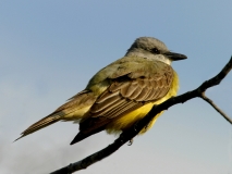 Couch's Kingbird - 2