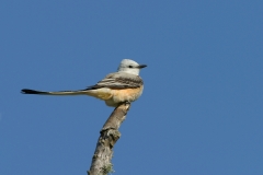 Scissor-tailed Flycatcher - 1