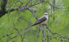Scissor-tailed Flycatcher - 2