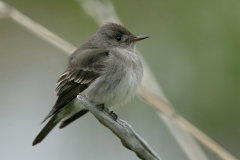 Western Wood-pewee - 4