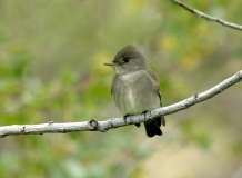 Western Wood-pewee - 6