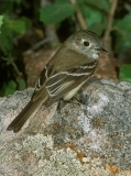 Cordilleran Flycatcher