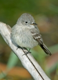 Gray Flycatcher - 1