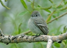 Gray Flycatcher - 2