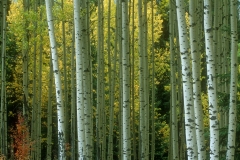 Aspen bole forest