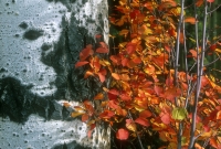 Aspen bole & red foliage closeup