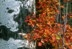 Aspen bole & red foliage closeup