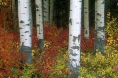 Aspen boles & autumn-colored underbrush