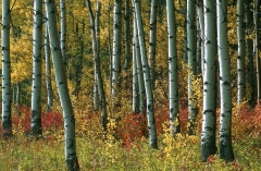 Aspen boles - side-lighted