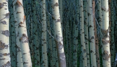 Aspen boles