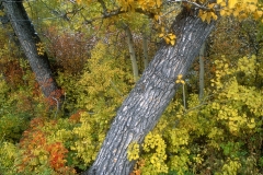 Autumn foliage & Cottonwood Trees