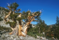 Bristle Cone Pine