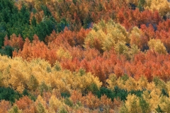 Aspen Forest mosaic