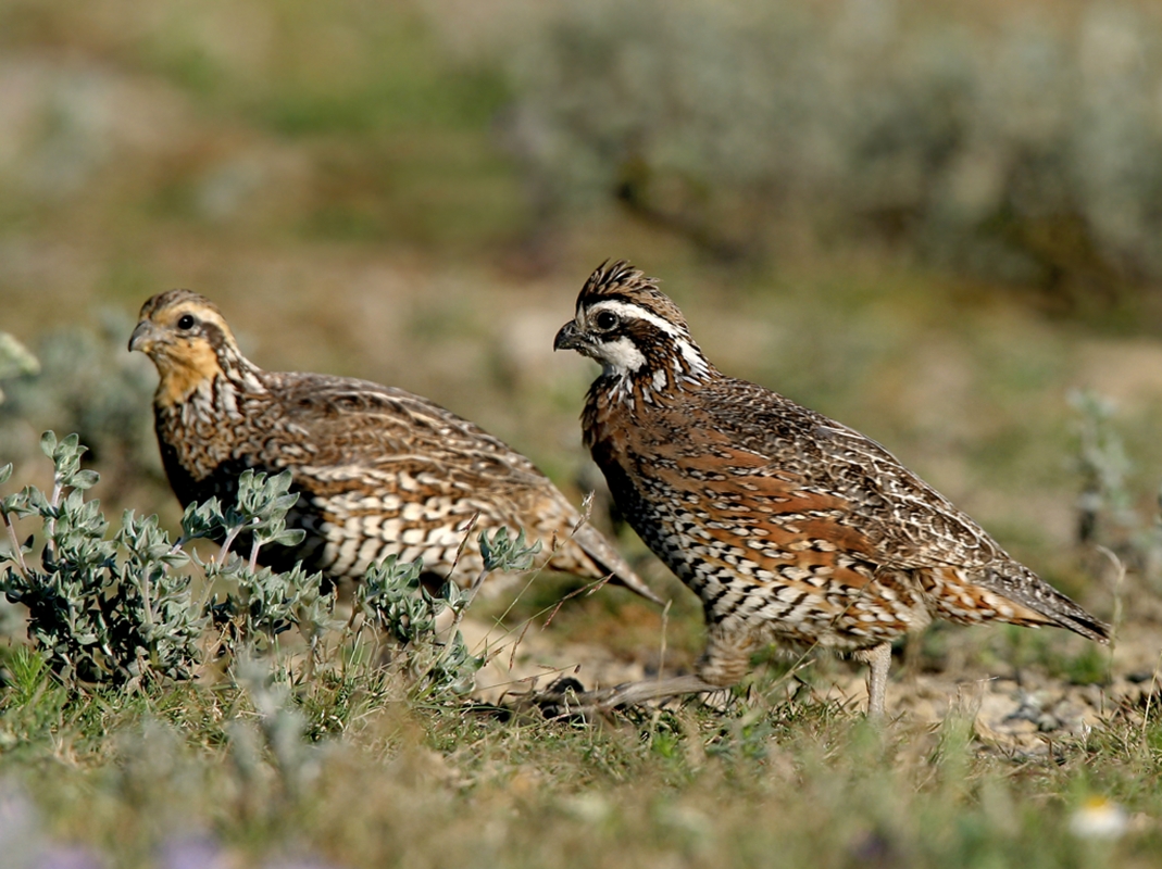 Upland Game Birds Nature Photography