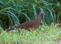 Plain Chachalaca - 1