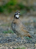 Northern Bobwhite - 3