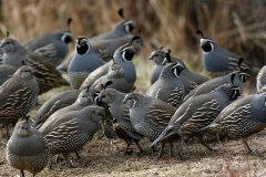 California Quail - covey - 1