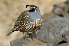 California Quail - 2