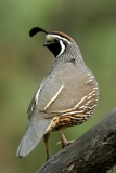 California Quail - 3