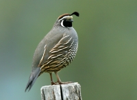 California Quail - 4