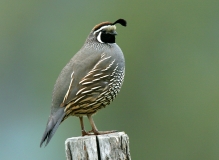 California Quail - 4
