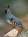 Gambel's Quail - 1