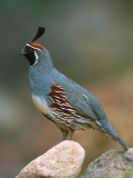 Gambel's Quail - 1