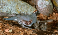 Gambel's Quail w/chicks - 2