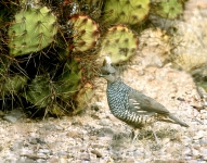 Scaled Quail - 1
