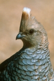 Scaled Quail - 2