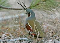 Mountain Quail - 4