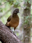 Plain Chachalaca - 2