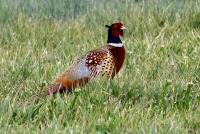 Ring-necked Pheasant - 1