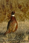 Ring-necked Pheasant - 2
