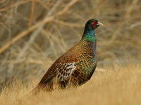 Ring-necked Pheasant - "White-winged" subspecies - 3