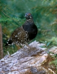 Franklin Spruce Grouse - male - 1