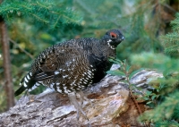 Franklin Spruce Grouse - male - 2
