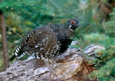 Franklin Spruce Grouse - male - 2